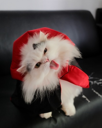 Chiro the cat