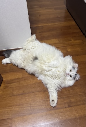 Chiro